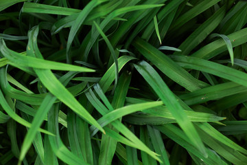 Obraz premium Abstract green leaves texture, top view of green plant leaves, green leave texture background, green leaf on rainy season, nature concept, dark tone wallpaper, many leaves growing at shady place.