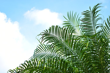 Fototapeta premium Branches and palm leaves on sky background.