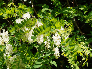 Robinia pseudoacacia | Floraison printanière en grappes blanches et parfumées du Robinier faux-acacia