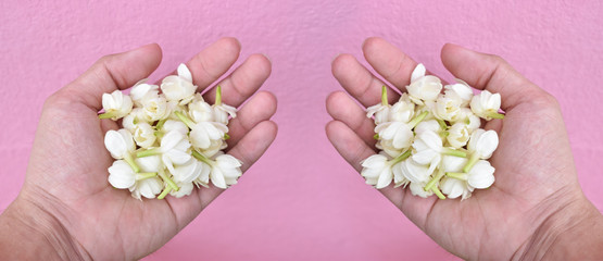 Fresh jasmine in both hands on pink background.