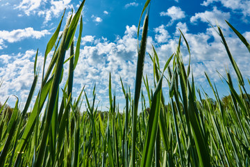 Field with young green wheat plants in spring before a blue sky with small white clouds