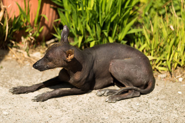 xoloitzcuintle , Mexican Hairless Dog