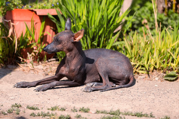xoloitzcuintle , Mexican Hairless Dog