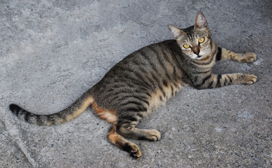 Brown cat lying on the cement floor