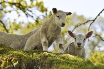 lamb baby © Monika
