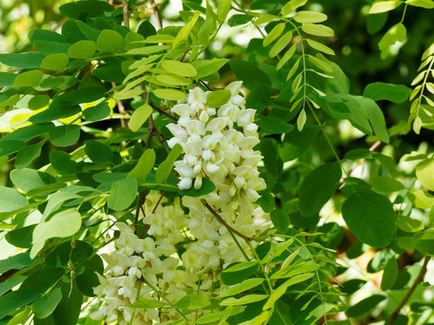 Robinia pseudoacacia | Robinier faux-acacia aux grappes de fleurs blanches pendantes et parfum&eacute;es port&eacute;es par des rameaux &eacute;pineux portant des feuilles glabres ou folioles ovales