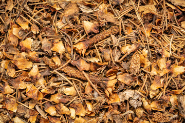 closeup background and texture of forest floor