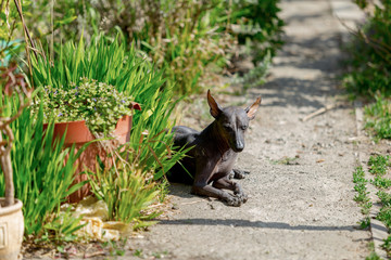 xoloitzcuintle , Mexican Hairless Dog