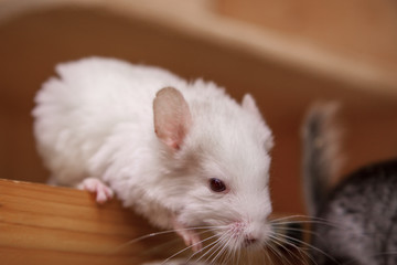 Obraz premium Our pets are small fluffy chinchillas