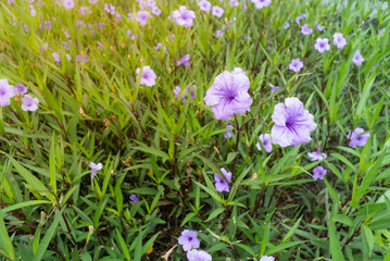 Fresh purple mexican blubell in the garden , nature morning  flowers