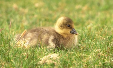 baby goose in the grass
