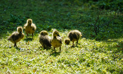 Wildgansküken nass
