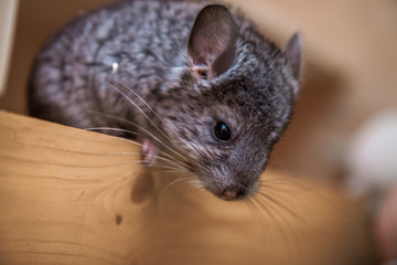 Our pets are small fluffy chinchillas