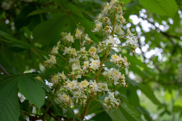 Blooming spring chestnut flowers and green leaves.