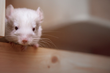 Our pets are small fluffy chinchillas