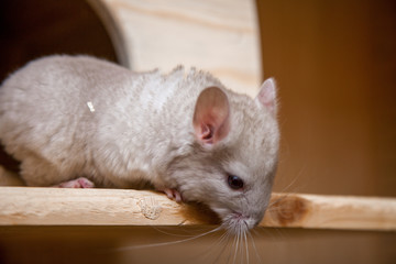 Obraz premium Our pets are small fluffy chinchillas