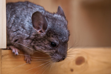 Our pets are small fluffy chinchillas