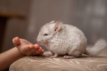 Our pets are small fluffy chinchillas
