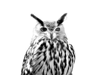 Hibou