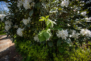 Wilder Brombeertrieb wuchert im Rhododendron