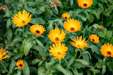 Ringelblume im Garten, orange und grün