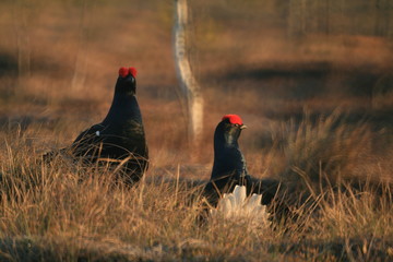 Black grouse or blackgame or blackcock (Lyrurus tetrix) lekking in the morning
