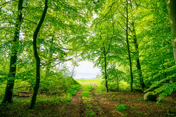 Grüner Buchenwald im Frühjahr mit Naturlehrpfad © Polarpx
