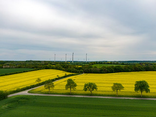 Fototapeta premium Blick über Rapsfelder auf Windräder im Herzogtum Lauenburg, Schleswig-Holstein, Deutschland
