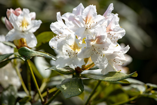 Weißer Rhododendron, Weiße Rhododendron-Blüten im Frühling