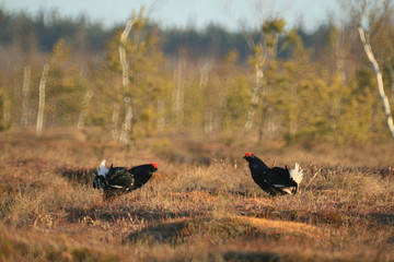 Black grouse or blackgame or blackcock (Lyrurus tetrix) lekking in the morning
