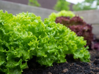 Salat aus eigenem Garten - Pflücksalat - Hochbeet
