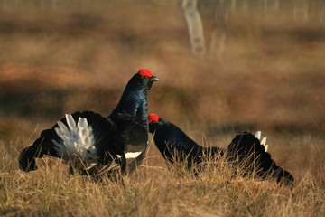 Black grouse or blackgame or blackcock (Lyrurus tetrix) lekking in the morning