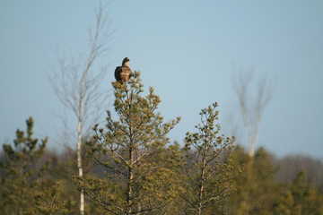 Black grouse or blackgame or blackcock (Lyrurus tetrix) lekking in the morning