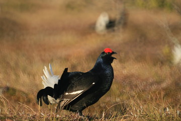 Black grouse or blackgame or blackcock (Lyrurus tetrix) lekking in the morning