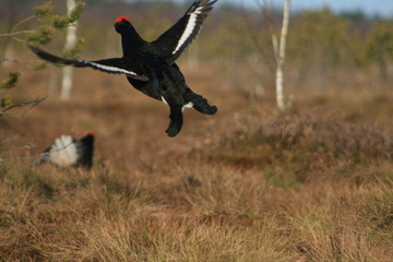 Black grouse or blackgame or blackcock (Lyrurus tetrix) lekking in the morning