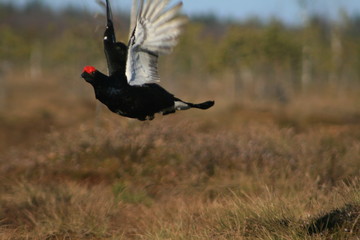 Black grouse or blackgame or blackcock (Lyrurus tetrix) lekking in the morning