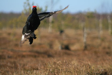 Black grouse or blackgame or blackcock (Lyrurus tetrix) lekking in the morning
