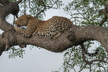 Female leopard (Panthera pardus) lying in a tree in the Timbavati reserve, South Africa