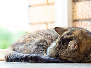 Sleeping cat and blur background