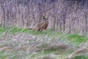 Obraz na płótnie Canvas Brown hare (Lepus europaeus) in a winter meadow in England