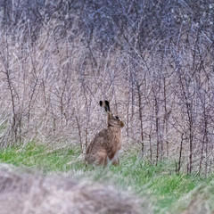 Brown hare (Lepus europaeus) in a winter meadow in England