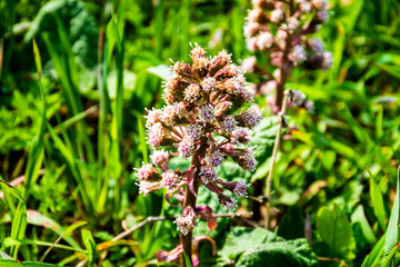 Petasites hybridus Butterbur