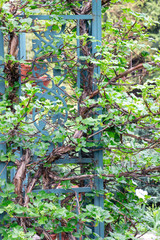Naklejka na ściany i meble Hydrangea petiolaris. Young green leaves of Hydrangea petiolaris in spring. Climbing Hydrangea