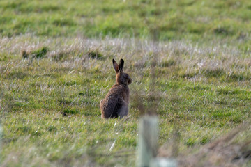 Brown hare (Lepus europaeus) in a winter meadow in England