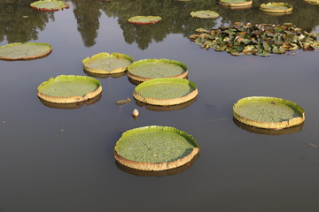 Nénuphars sur un lac à Hangzhou, Chine	