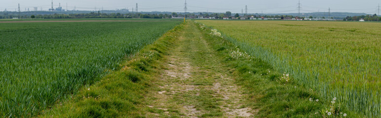 Obraz premium path trough wheat fields, pylons of power lines in the background