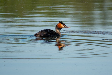 one great crested grebe swimming on a lake