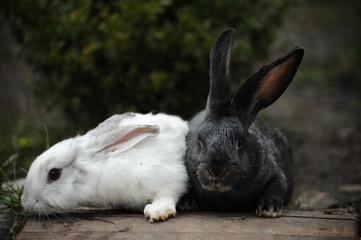 Black and white rabbit in the garden in the village