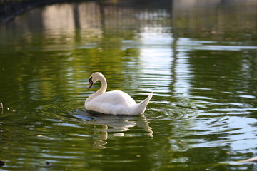 swans on the lake