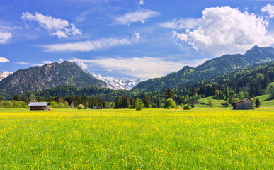 Fototapeta na wymiar Alpine landscape near Oberstdorf. Spring fields with yellow flowers, forest and snowy, rocky mountains in the background. Allgäu Alps, Bavaria, Germany